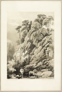 Wych Elm a Firs, z parku a lesa od James Duffield Harding