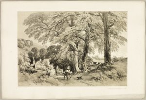Wych Elm, z parku a lesa od James Duffield Harding