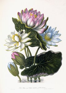 Červený, modrý a bílý lotos, Hindostan, 1781 od James Forbes