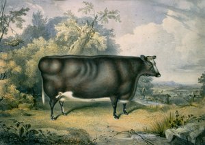 The Cottesmore Prize Heifer, po Henry Strafford (fl. 1833-73), 1837
