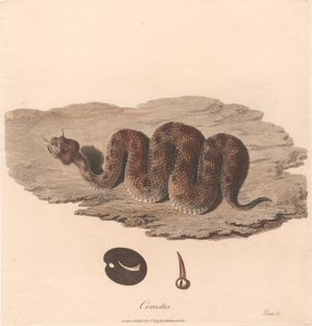 Cerastes od James Heath