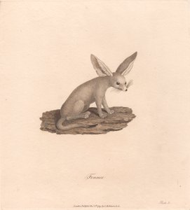 Fenek od James Heath
