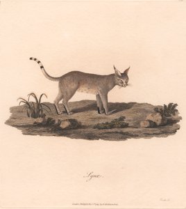 Rys