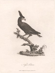 Goblini Tokoor od James Heath