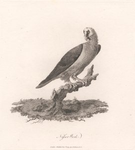 Nisser Work od James Heath