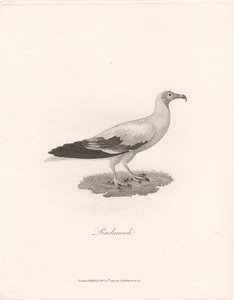 Rachamah od James Heath