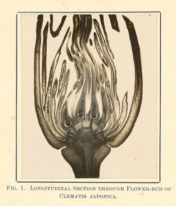 [Pohled na Clematis japonica - podélný řez] od James Hornell