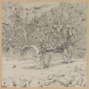 Fíkovník, Údolí Hinnom, ilustrace ze Života našeho Pána Ježíše Krista (inkoust na papíře) od James Jacques Joseph Tissot