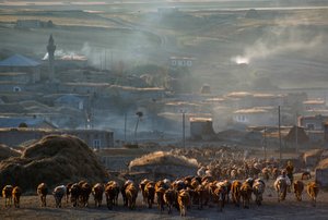 Velké stádo dobytka se pohybuje na pastvě v prašném venkovském městě. Enrentepe, Turecko. od James L Stanfield