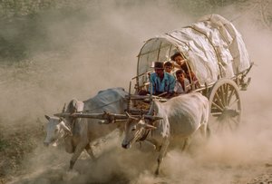 Závody vozíků s býky se konají v den úplňku měsíce Kason. Patheingyi, východně od Mandalaje, Barma. od James L Stanfield