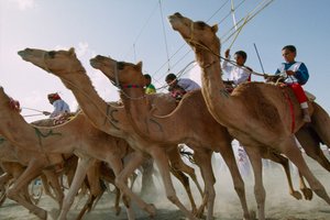 Velbloudi se řítí vpřed během velbloudích závodů v rámci Ománského národního dne. Závodiště v okrese Al Falaj, Omán. od James L Stanfield
