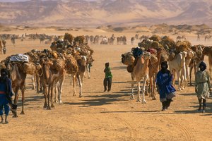 Karavana se solí pro velbloudy u Fachi. U FACHI, NIGER.