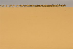Karavana se solí na cestě do Agadezu v Nigérii. NA CESTĚ DO AGADEZU, NIGÉRIE, NIGER. od James L Stanfield