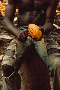 Muž, kterému je vidět jen od hrudníku ke kolenům, sedí a rozděluje kakaový lusk (... od James L Stanfield