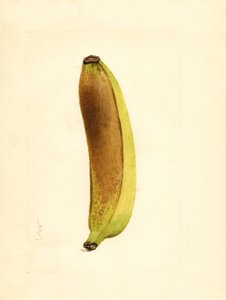 Banán (Musa) (akvarel) od James Marion Shull