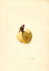 Banán (Musa) (akvarel) od James Marion Shull