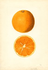 Rané pomeranče Boone (Citrus sinensis) (akvarel)