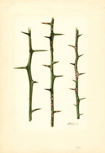 Citrus Canker na stonku pomerančovníku (Poncirus trifoliata) (akvarel)