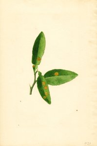 Nemocný list pomerančovníku (Citrus aurantium) (akvarel)