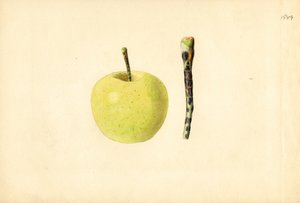 Jablko Golden Delicious ( Malus domestica) (akvarel)