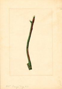 Větvička pomerančovníku (Citrus sinensis: Valencia) (akvarel) od James Marion Shull