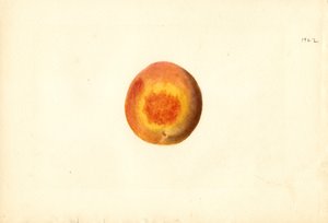 Broskev ( Prunus persica: Elberta) (akvarel)