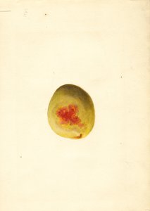 Broskev ( Prunus persica: Elberta) (akvarel)