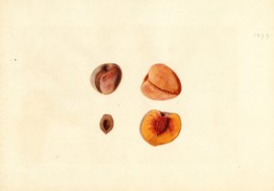 Broskve ( Prunus persica: Hutchkins) (akvarel)