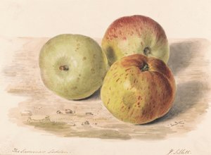 The Summer Lodden, září 1832: Studie zátiší o třech jablkách