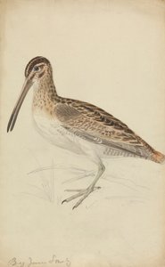 Snipe od James Sowerby