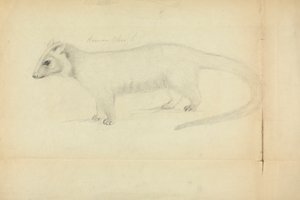 Weasel od James Sowerby