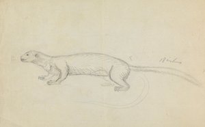 Weasel od James Sowerby