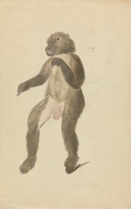 Mandril od James Sowerby