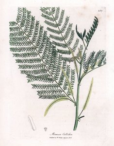 Acacia a cachou nebo cachoutier - Catechu, Acacia catechu. Ručně kolorovaná mědirytina z botanické ilustrace Jamese Sowerbyho z Williama Woodvilla a Sira Williama Jacksona Hookera "" Medical Botany "," John Bohn, Londýn od James Sowerby