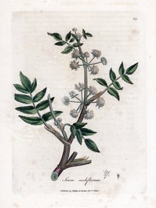 Ache falešná řeřicha - Pýr plazivý, Sium nodiflorum. Ručně kolorovaná mědirytina z botanické ilustrace Jamese Sowerbyho z Williama Woodvilla a Sira Williama Jacksona Hookera "" Medical Botany "," John Bohn, Londýn od James Sowerby