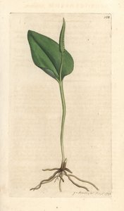 Zmije jazyk, Ophioglossum vulgatum (Ophioglossum) Ručně kolorovaná mědirytina podle ilustrace Jamese Sowerbyho z James Smith