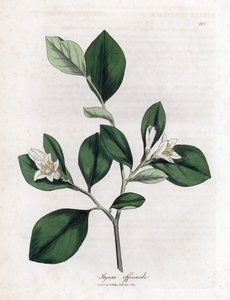 Aliboufier - Storax, Styrax officinalis. Ručně kolorovaná mědirytina z botanické ilustrace Jamese Sowerbyho z Williama Woodvilla a Sira Williama Jacksona Hookera "" Medical Botany "," John Bohn, Londýn od James Sowerby