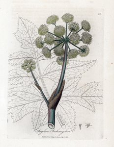 Angelique true or officinal nebo archangelique - Andělika zahradní, Angelica archangelica. Ručně kolorovaná mědirytina z botanické ilustrace Jamese Sowerbyho z knihy Williama Woodvilla a Sira Williama Jacksona Hookera „Lékařská botanika“, John Bohn, od James Sowerby