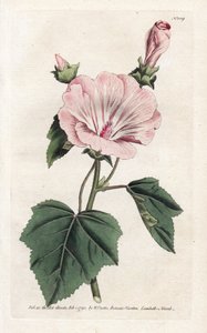 Každoroční fialový nebo čtvrtletní Lavater-litografie Jamese Sowerbyho (1757-1822), z Botanical Magazine Williama Curtisa (1746-1799) od James Sowerby