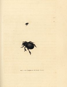Brouk Aphodius arenarius (Scarabaeus ovalis). Ručně kolorovaná mědirytina od Jamese Sowerbyho z The British Miscellany nebo Barevné figurky nových, vzácných nebo málo známých zvířecích předmětů. od James Sowerby