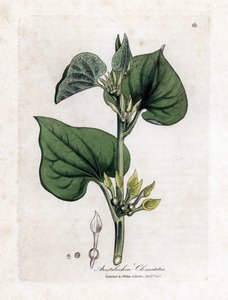 Aristoloche clematite - Popínavá mateřídouška, Aristolochia clematitis. Ručně kolorovaná mědirytina z botanické ilustrace Jamese Sowerbyho z Williama Woodvilla a Sira Williama Jacksona Hookera "" Medical Botany "," John Bohn, Londýn od James Sowerby