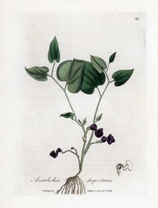 Aristoloche variete - hadí kořen, rod Aristolochia serpentaria. Ručně kolorovaná mědirytina z botanické ilustrace Jamese Sowerbyho z Williama Woodvilla a Sira Williama Jacksona Hookera "" Medical Botany "," John Bohn, Londýn od James Sowerby