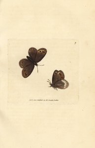 Arran hnědý, Erebia ligea (Papilio ligea). Ručně kolorovaná mědirytina od Jamese Sowerbyho z The British Miscellany nebo Barevné figurky nových, vzácných nebo málo známých zvířecích předmětů. od James Sowerby