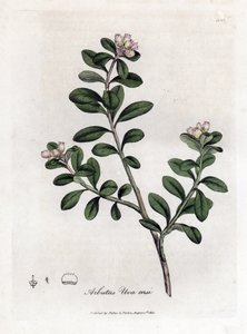 Medvědí hroznový nebo medvědice - Trailing Arbutus nebo medvědice, Arctostaphylos uva-ursi. Ručně kolorovaná mědirytina z botanické ilustrace od Jamese Sowerbyho z Williama Woodvilla a Sira Williama Jacksona Hookera "" Medical Botany," John Bohn, Londýn od James Sowerby