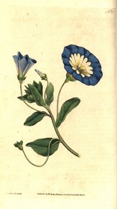 Krásný den nebo svlačec tříbarevný - Svlačec malý, Convolvulus tricolor. Ručně kolorovaná mědirytina a botanická ilustrace od Jamese Sowerbyho z The Botanical Magazine Williama Curtise, Lambeth Marsh, Londýn od James Sowerby