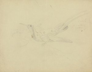 Bird of Paradise od James Sowerby