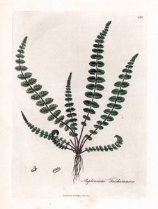 Černá doradilla nebo nepravá vlásečnice (kapraď) - Kapradina dívenka nebo sleziník, Asplenium trichomanes. Ručně kolorovaná mědirytina z botanické ilustrace Jamese Sowerbyho z William Woodville a Sira Williama Jacksona Hookera „“ Medical Bo od James Sowerby