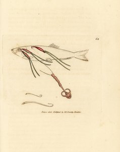 Krví se živící parazit copepod na oku spreje, Lernaeenicus sprattae (Lernaea sprattae). A další podivný červ nalezený na skořápce ústřice. Ručně kolorovaná mědirytina od Jamese Sowerbyho z The British Miscellany, nebo Barevné figurky nových, vzácných, od James Sowerby