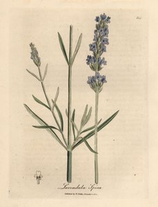 Modrá květovaná levandule, Lavandula spica