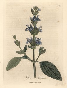 Modrokvětá šalvěj, Salvia officinalis od James Sowerby